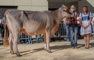 Schneutersiegerin Erstmelk Jongleur Jolene von Portmann Josef Schpfheim